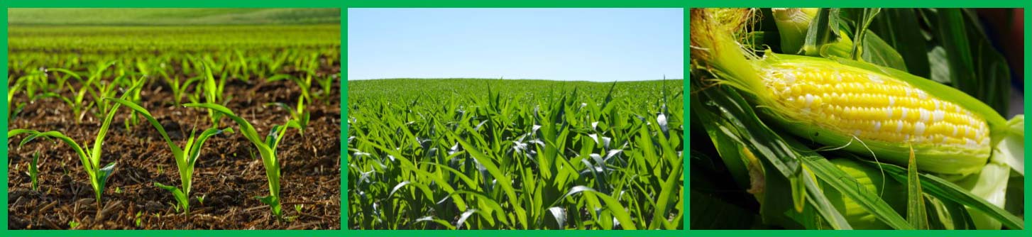 3-18-18 starter fertilizer to maximize yields and profits