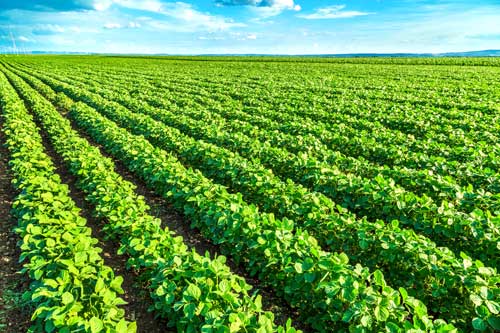 Best-liquid-fertilizer-for-soybean-plants5