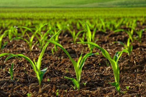 seedling-corn