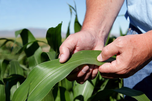 Farmer-ckg-Corn-old