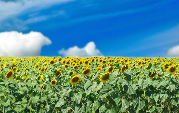 Sunflowers-for-cropchoice-5-web