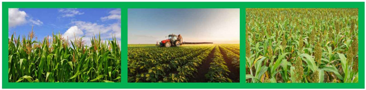 Foliar Fertilizers And Starter Fertilizers Foliar Fertilizers And Starter Fertilizers
