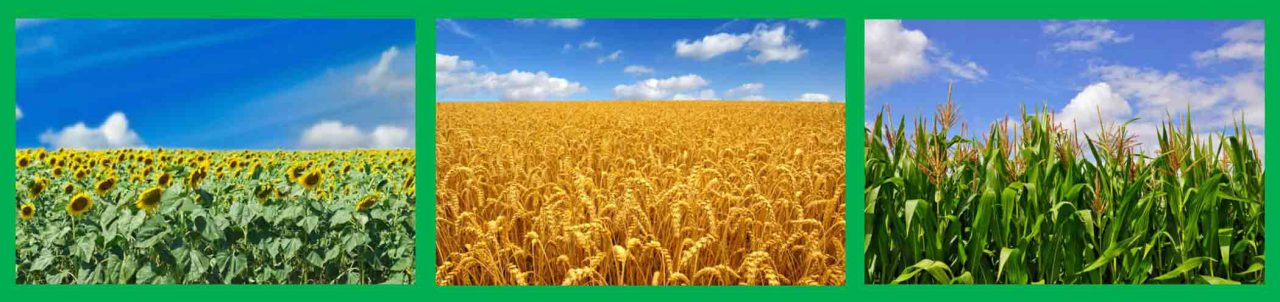 Specialty Fertilizers: Maximize Yields & Profits Specialty Fertilizers: Maximize Yields & Profits