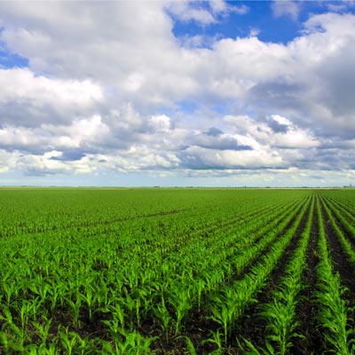 corn fertilizer