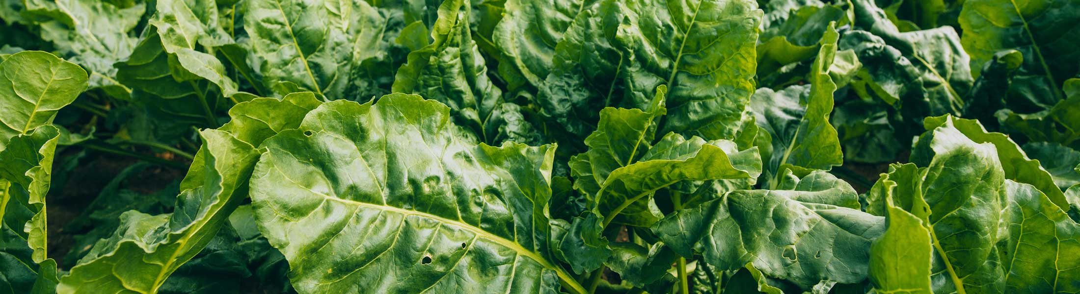 2200-sugarbeet-fertilizer best specialty fertilizer
