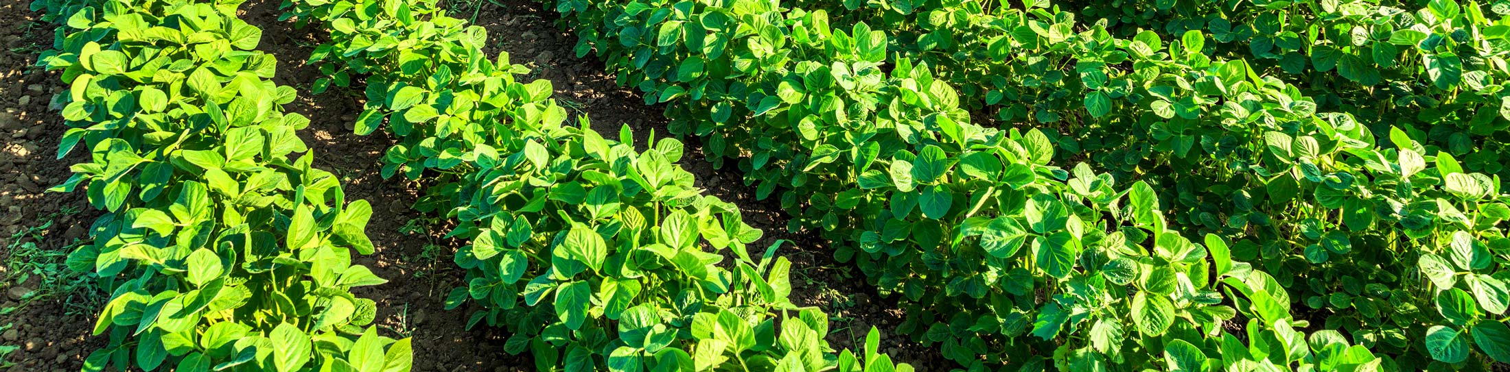 2200-wide-Green-soybean-plant-fertilizer Green-soybean-plant-fertilizer