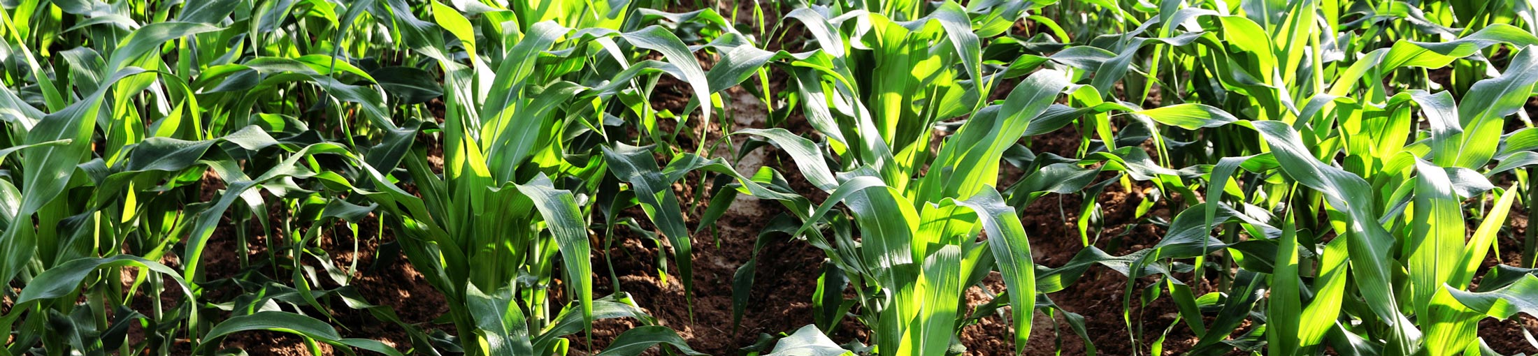 3-18-18-liquid-crop-fertilizer-2200X500 3-18-18-liquid-crop-fertilizer